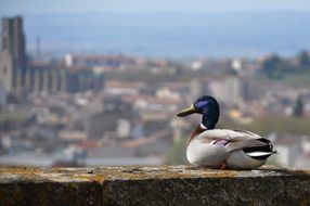 duck in the background of the city