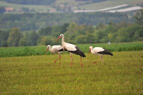 group of storks on the field