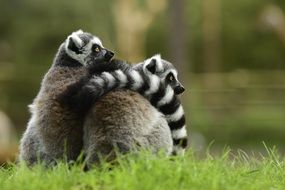 two lemurs is sitting close