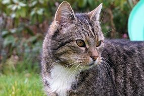pretty Cat Fur Domestic