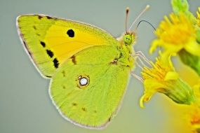 yellow butterfly feeding on flower