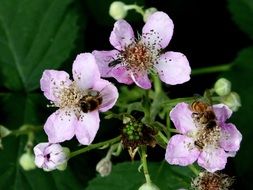 splendid Wild Flowers Pink