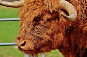 bull with brown fur is on the farm