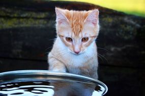 young cat looking at the water