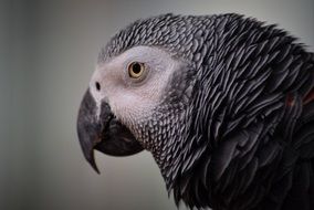 Close-up of the beautiful grey Parrot Bird