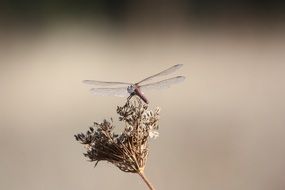 dragonfly on the wild plant