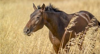 beautiful bay Horse in ripe oat field