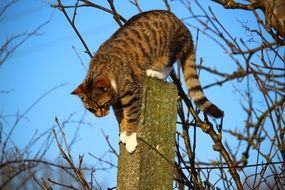 climbing cat in the trees on a clear day
