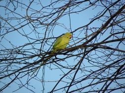 perfect beautiful Parakeet Bird