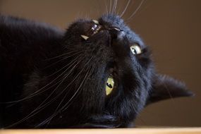 Cat Black Domestic