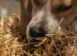 beagle Dog nose closeup