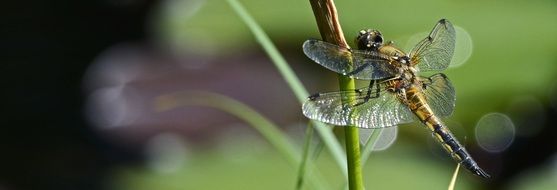 dragonfly on a green stalk of a plant