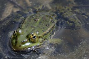 green Frog in Pond
