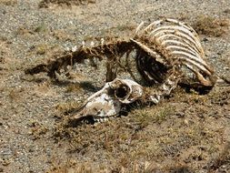 weathered Animal Skeleton in Desert