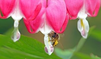 small sand bee on a pink flower