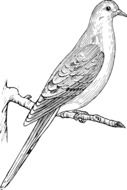 Bird Dove drawing