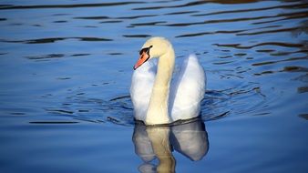 swimming swan in mirror reflection on a pond