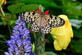 white and black butterfly on the exotic flower