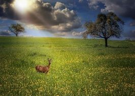 young deer on a flowering meadow under the rays of the summer sun