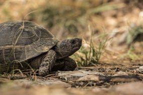 Turtle Nature