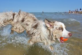 Australian Shepherd in water with a ball in its mouth