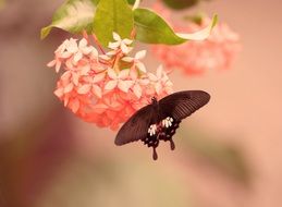 black butterfly on a pink flower on a blurred background