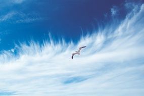 picture of the seagull is flying on a sky