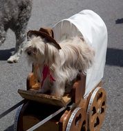 cute Dog in fancy dress