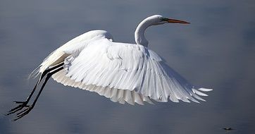 Great Egret Bird Wildlife Flying