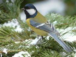 parus major on a snowy branch of spruce