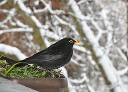 black bird is sitting on the pot