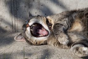 adorable tiger Cat Yawn portrait