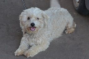 cute fluffy puppy