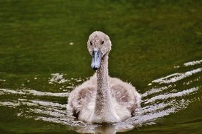 young animal with brown feathers on the water