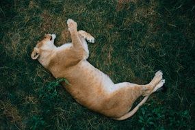 lion sleeps on the green grass