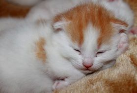 sweet white red Young Kittens