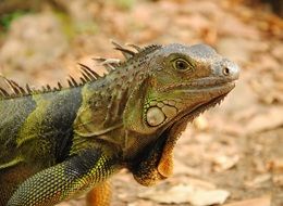 scary green iguana in wildlife