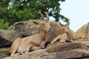 Horn Animal in berlin Zoo