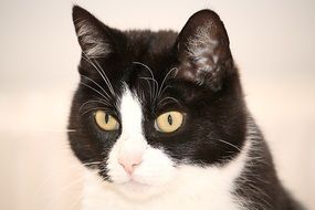 portrait of domestic black and white cat