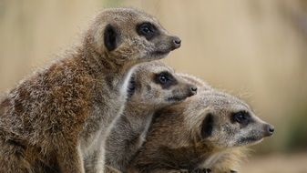 cute curious meerkats