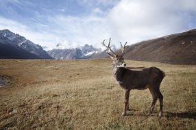 horned deer on the background of a beautiful mountain