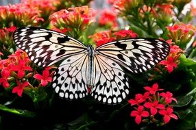 nymph butterfly with black and white wings