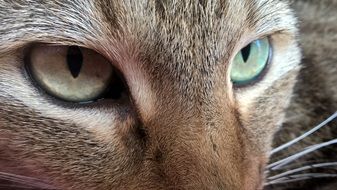 look of domestic cat close up