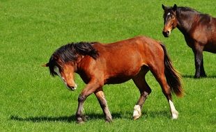 two brown horses on green lawn