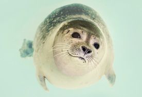 cute kind fur seal