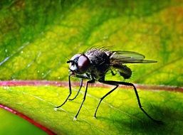 large photo of a fly on a green leaf