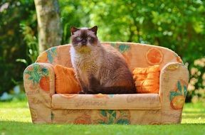 british shorthair cat on the small sofa