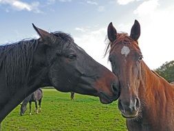 Brown and black horses