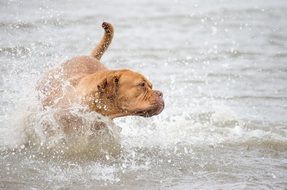 mastiff running in the water