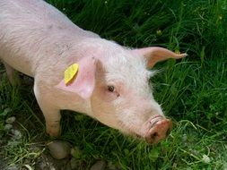 pink pig on green grass